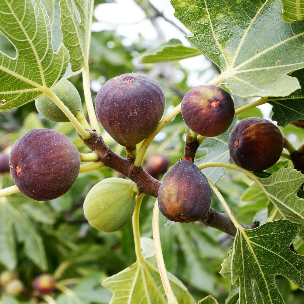Celeste Fig Tree – Sweet Sugar Fig | Cold Hardy & Self-Pollinating Fruit Tree