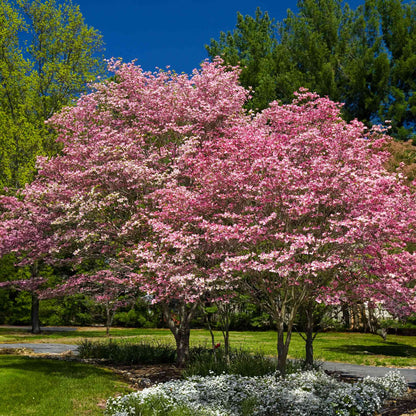Cherokee Brave Dogwood Tree – Deep Red Flowering Ornamental