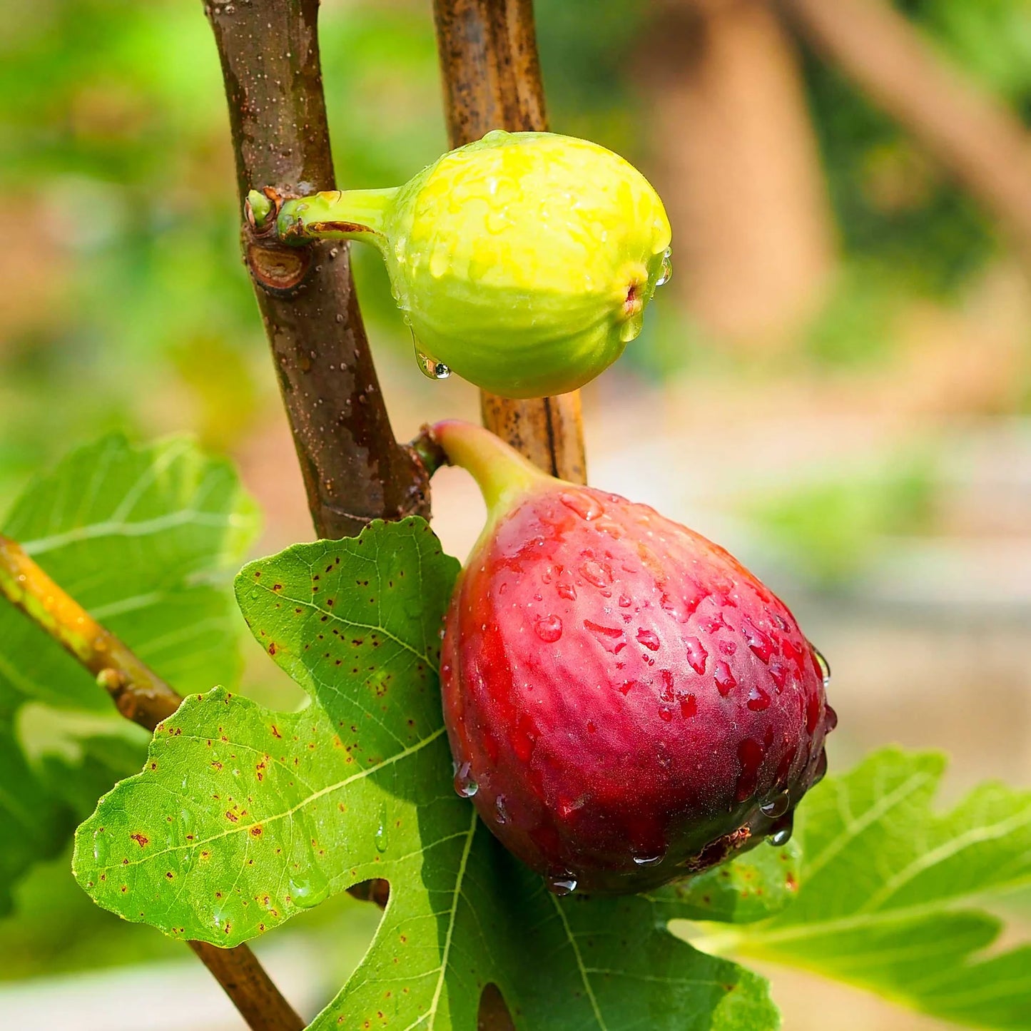 Chicago Hardy Fig Tree – Cold-Hardy, Self-Fertile Fig with Sweet Fruit | Easy to Grow in Pots or Ground