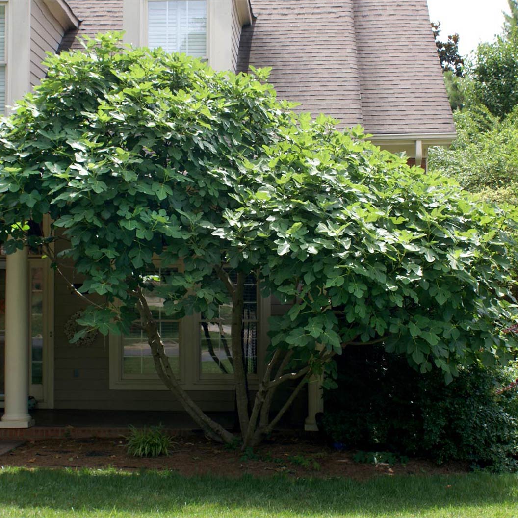 Chicago Hardy Fig Tree – Cold-Hardy, Self-Fertile Fig with Sweet Fruit | Easy to Grow in Pots or Ground