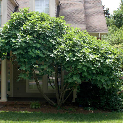 Chicago Hardy Fig Tree – Cold-Hardy, Self-Fertile Fig with Sweet Fruit | Easy to Grow in Pots or Ground