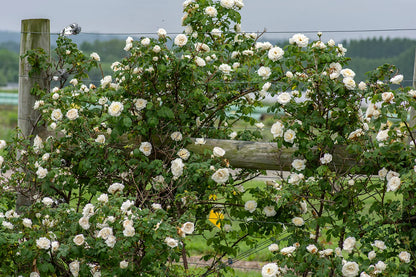Cloud Ten Climbing Rose – Pure White Blooms