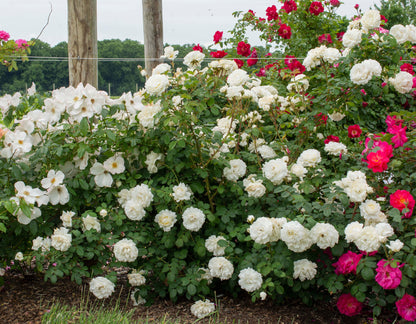 Cloud Ten Climbing Rose – Pure White Blooms