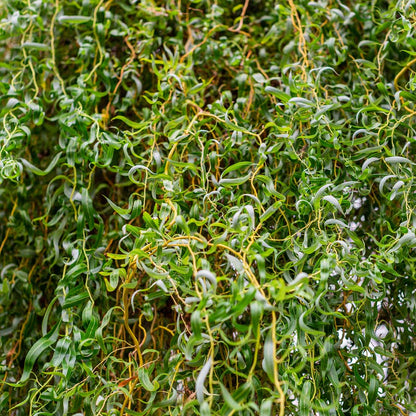 Corkscrew Willow Tree – Unique Twisted Branch Ornamental | Fast-Growing Landscape Accent