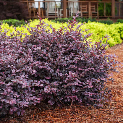 Crimson Fire Loropetalum – Compact Evergreen for Landscape & Garden