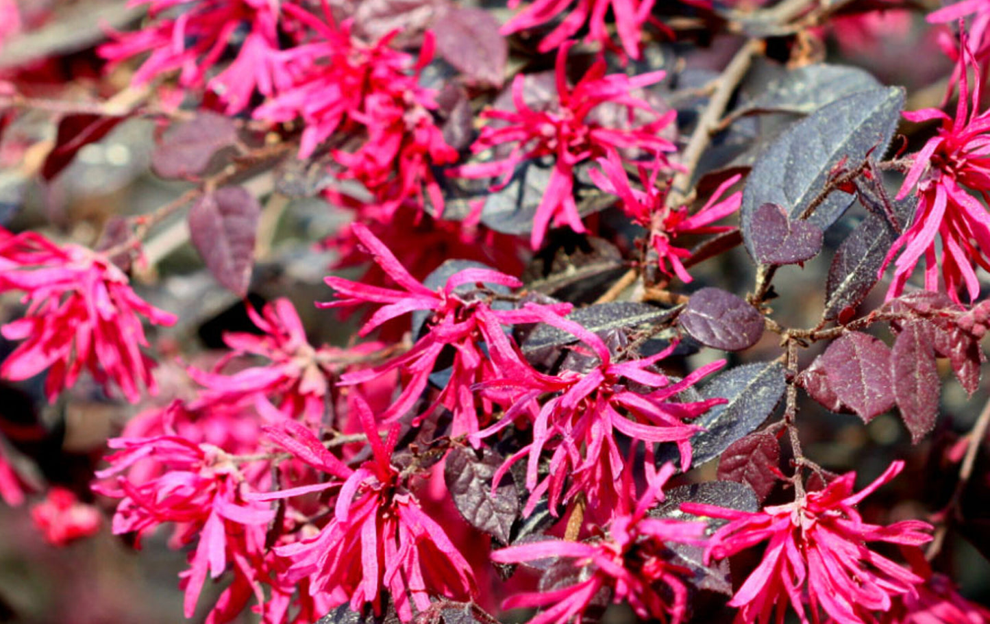 Crimson Fire Loropetalum – Compact Evergreen for Landscape & Garden