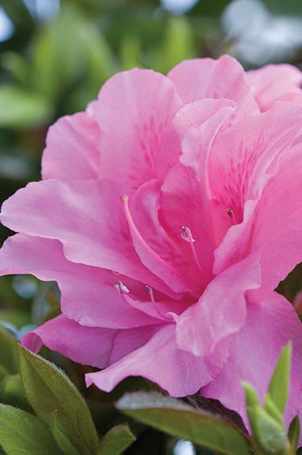 Carnation Encore Azalea – Reblooming Pink Double Azalea Shrub (Evergreen)