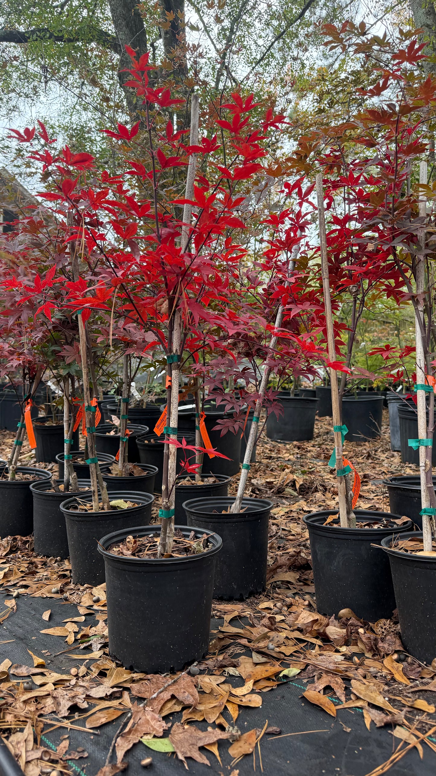 Bloodgood Japanese Maple Tree – Deep Red Foliage, Elegant Compact Form | Cold Hardy Zones 5-8