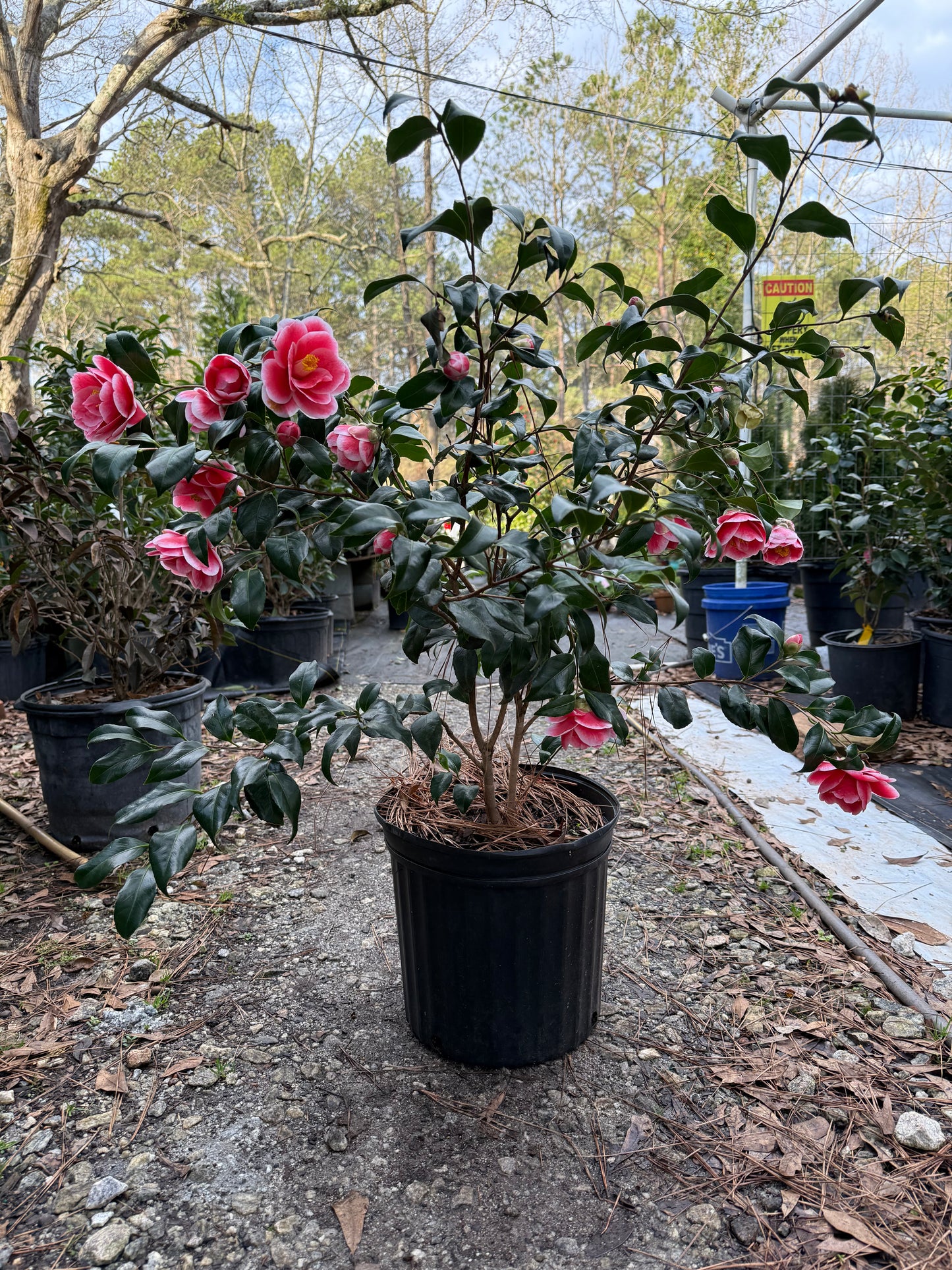Sadaharu Oh Camellia – Red & White Winter Blooming Evergreen Shrub | Camellia japonica
