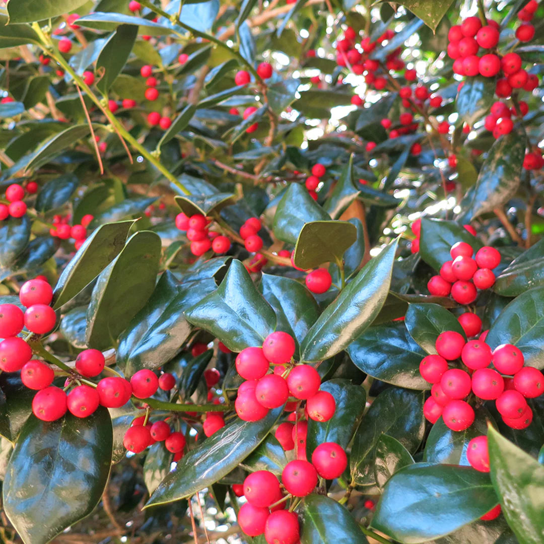 Dwarf Burford Holly – Compact Evergreen Shrub with Glossy Green Foliage and Red Winter Berries