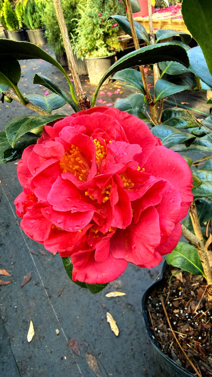 Kramer’s Supreme Camellia Japonica | Large Red Double Flowers