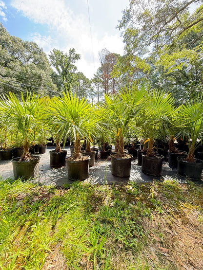 Windmill Palm (Trachycarpus fortunei) – Hardy Outdoor Palm Tree