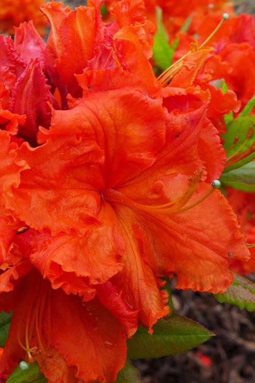 Gibraltar Azalea Live Plant – Bright Orange Spring Blooming Deciduous Shrub