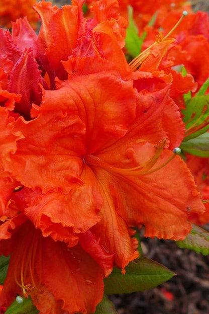 Gibraltar Azalea Live Plant – Bright Orange Spring Blooming Deciduous Shrub