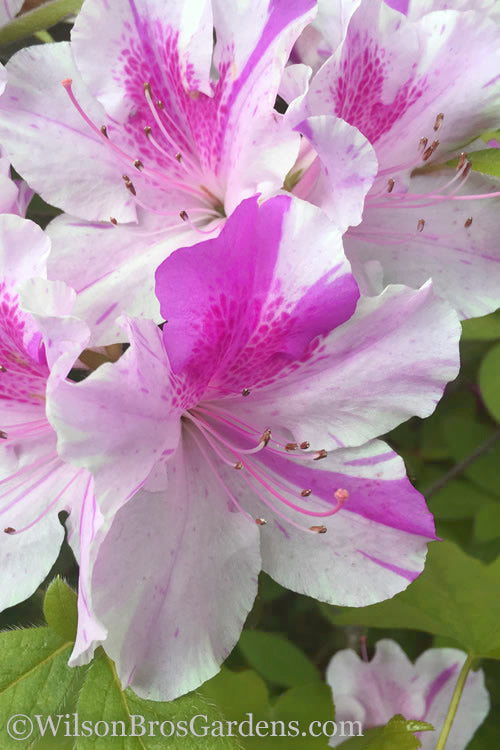 Autumn Twist Encore Azalea – Reblooming Evergreen Azalea Shrub