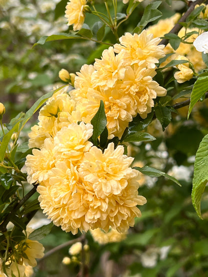 Lady Banks Rose – Thornless Climbing Rose with Cascading Yellow or White Blooms