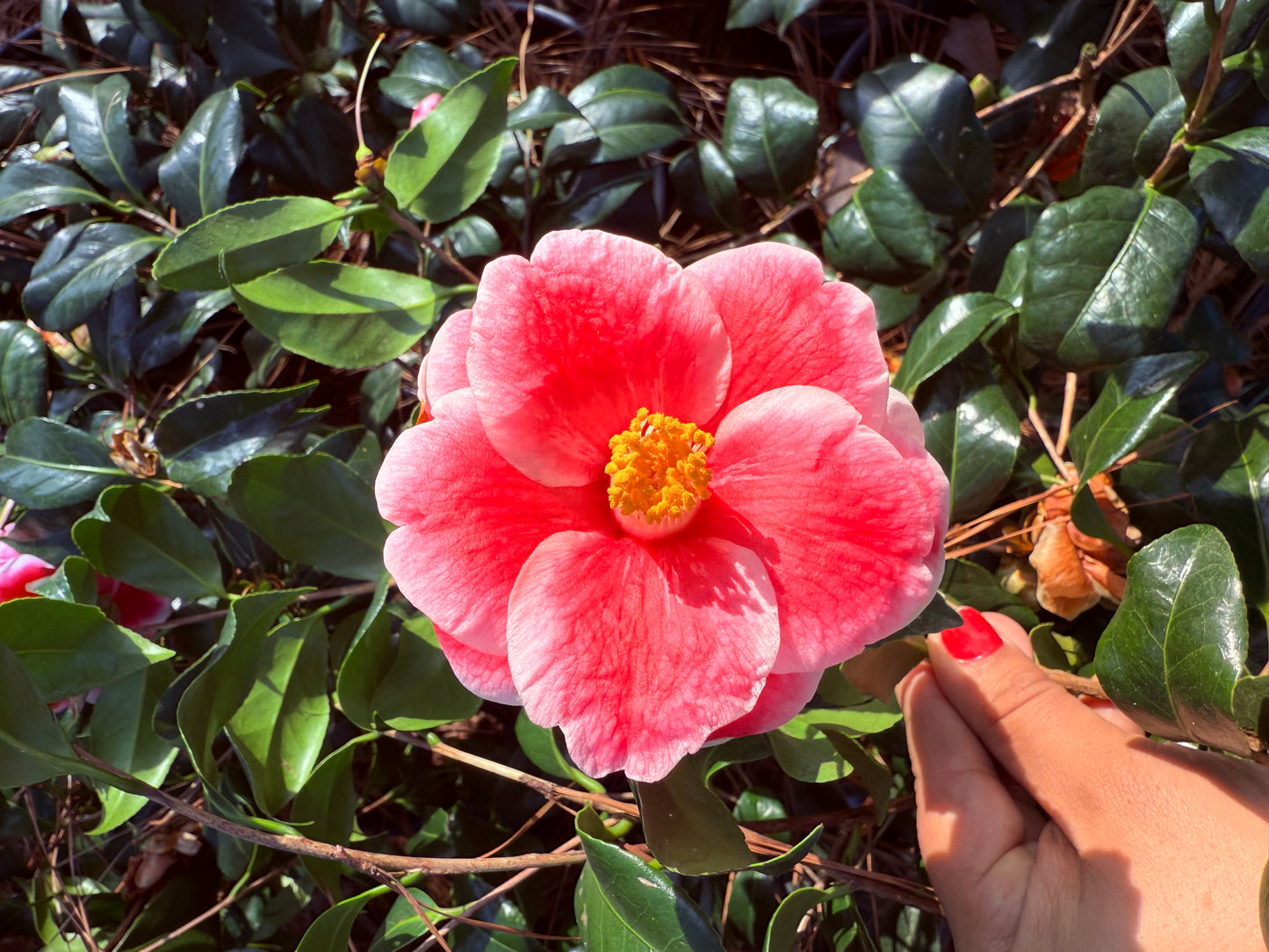 Sadaharu Oh Camellia – Red & White Winter Blooming Evergreen Shrub | Camellia japonica