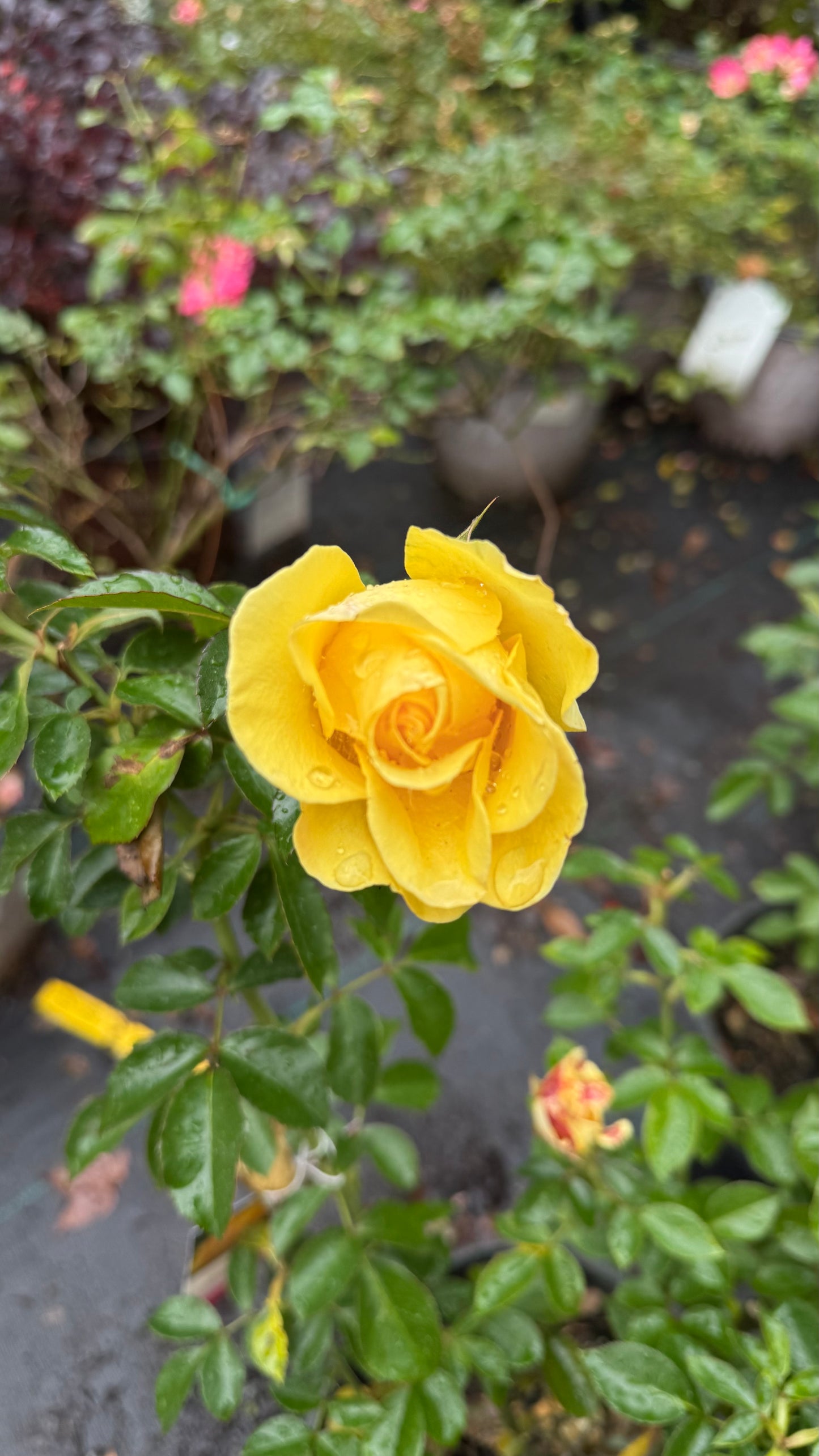 Gilded Sun™ Rose – Bright Yellow Floribunda Rose Shrub