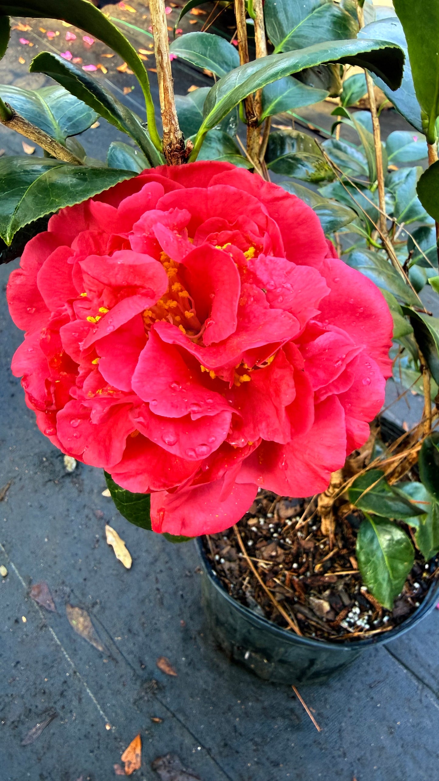 Kramer’s Supreme Camellia Japonica | Large Red Double Flowers