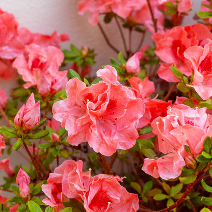 Fashion Azalea – Evergreen Shrub with Pink-Salmon Blooms