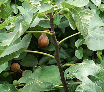 Celeste Fig Tree – Sweet Sugar Fig | Cold Hardy & Self-Pollinating Fruit Tree