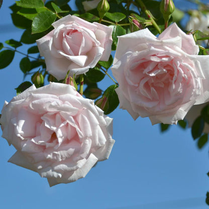 New Dawn Climbing Rose Plant – Fragrant Pink Climbing Rose Bush, Repeat Bloomer for Trellis, Fence, Arbor & Garden Landscaping