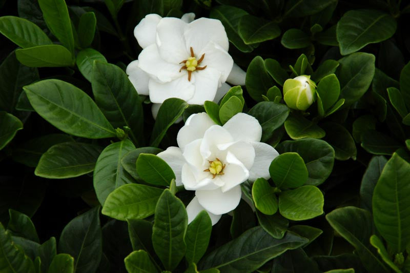 Buttons Gardenia – Compact Fragrant Evergreen Shrub with Creamy White Blooms