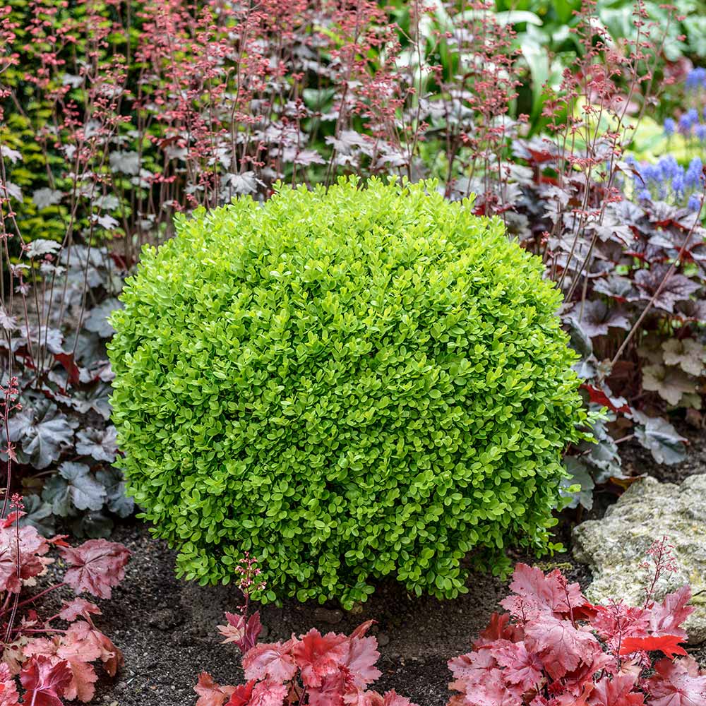 Green Velvet Boxwood Shrub – Compact Evergreen Hedge Plant – Year-Round Green Foliage – Ideal for Borders & Foundation Planting