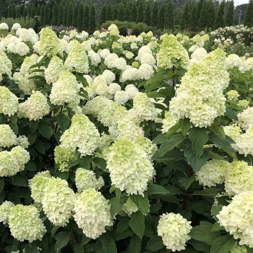 Limelight Prime Hydrangea – Panicle Hydrangea Shrub
