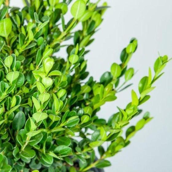 Wintergreen Boxwood Shrub – Cold Hardy Evergreen Hedge Plant for Landscaping, Borders & Topiary