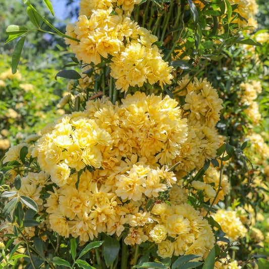 Lady Banks Rose – Thornless Climbing Rose with Cascading Yellow or White Blooms