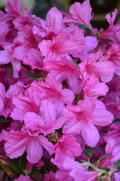 Southern Charm Azalea – Pink Evergreen Flowering Shrub for Partial Shade – Rhododendron Hybrid – Live Plant