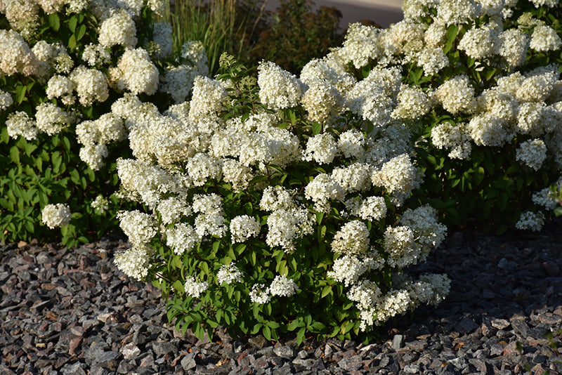 Bobo Hydrangea (Hydrangea Paniculata) – Compact White Flowering Shrub