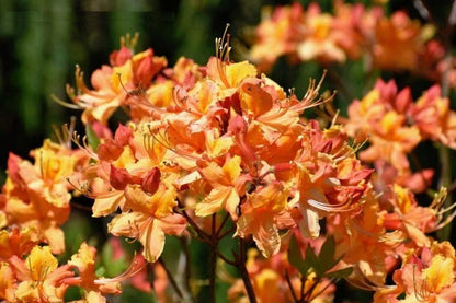 Tallulah Sunrise Native Azalea – Peach to Orange Blooming Deciduous Shrub