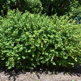Winter Honeysuckle Shrub – Fragrant White Blooms in Late Winter | Lonicera fragrantissima | Cold-Hardy Flowering Shrub for Early Season Color
