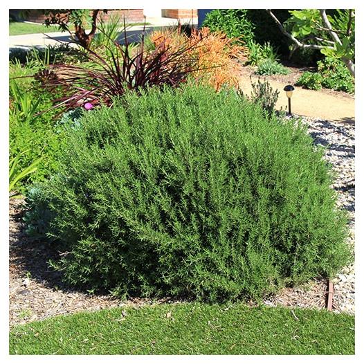 Tuscan Blue Rosemary Live Plant – Evergreen Culinary Herb, Fragrant Rosemary Bush for Garden, Patio & Herb Pots
