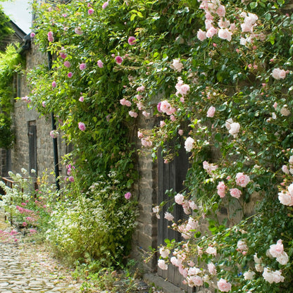 New Dawn Climbing Rose Plant – Fragrant Pink Climbing Rose Bush, Repeat Bloomer for Trellis, Fence, Arbor & Garden Landscaping