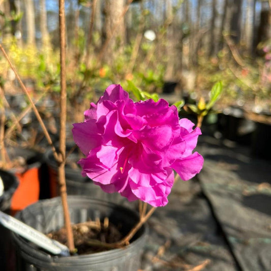 Amelia Rose Azalea Live Plant – Pink Flowering Evergreen Shrub for Garden & Landscape
