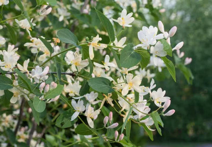 Winter Honeysuckle Shrub – Fragrant White Blooms in Late Winter | Lonicera fragrantissima | Cold-Hardy Flowering Shrub for Early Season Color