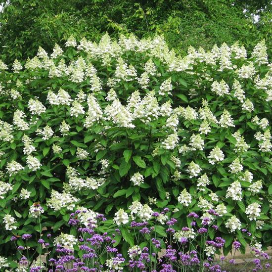 Tardiva Hydrangea Live Plant – Late Blooming White Panicle Hydrangea with Pink Flowers – Hardy Outdoor Shrub