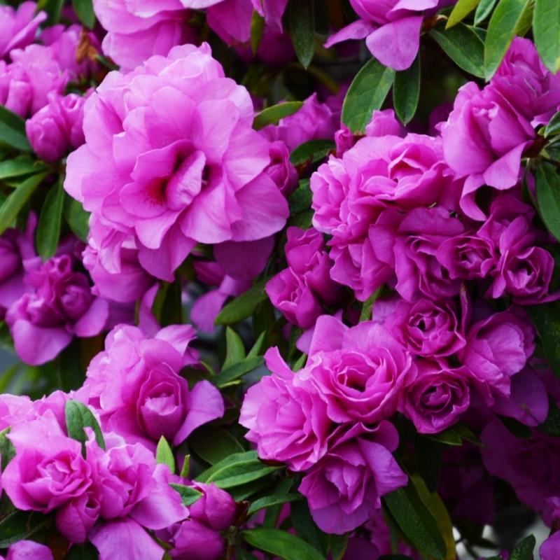 Amelia Rose Azalea Live Plant – Pink Flowering Evergreen Shrub for Garden & Landscape