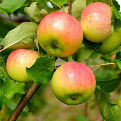 Anna Apple Tree – Low-Chill, Early Harvest, Sweet & Crisp Fruit for Warm Climates (Zones 5–9)
