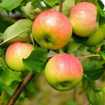 Anna Apple Tree – Low-Chill, Early Harvest, Sweet & Crisp Fruit for Warm Climates (Zones 5–9)