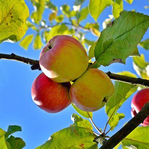 Anna Apple Tree – Low-Chill, Early Harvest, Sweet & Crisp Fruit for Warm Climates (Zones 5–9)
