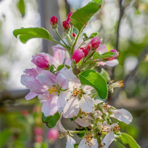 Anna Apple Tree – Low-Chill, Early Harvest, Sweet & Crisp Fruit for Warm Climates (Zones 5–9)