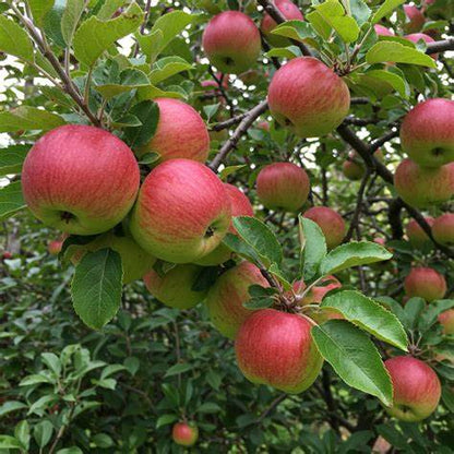 Anna Apple Tree – Low-Chill, Early Harvest, Sweet & Crisp Fruit for Warm Climates (Zones 5–9)