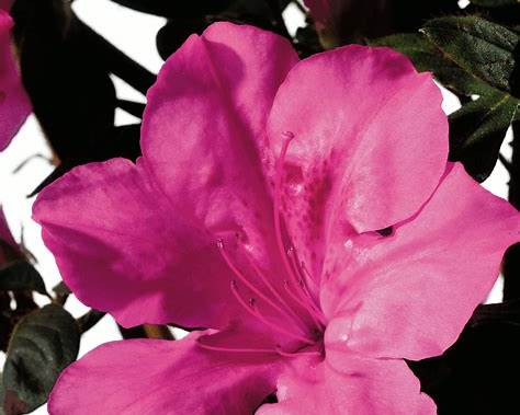 Autumn Sangria Encore Azalea – Flowering Evergreen Landscape Shrub