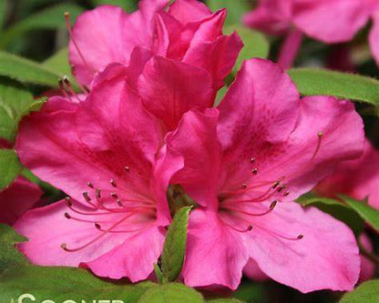 Autumn Sangria Encore Azalea – Flowering Evergreen Landscape Shrub