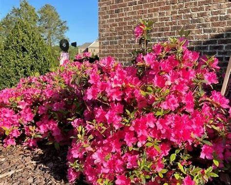 Autumn Sangria Encore Azalea – Flowering Evergreen Landscape Shrub