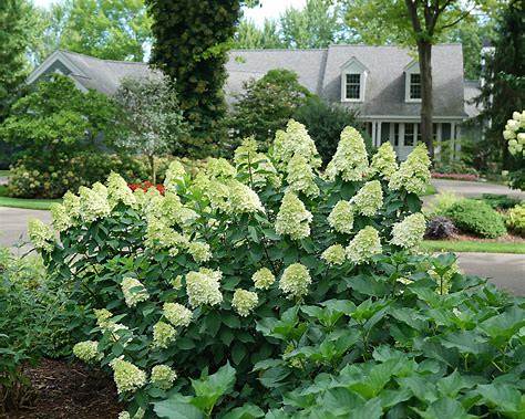 Limelight Prime Hydrangea – Panicle Hydrangea Shrub